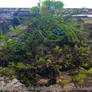 ON THE SHITALAKSHYA 43